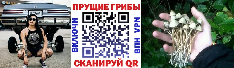 купить закладку  Переславль-Залесский  Псилоцибиновые грибы Magic Shrooms 