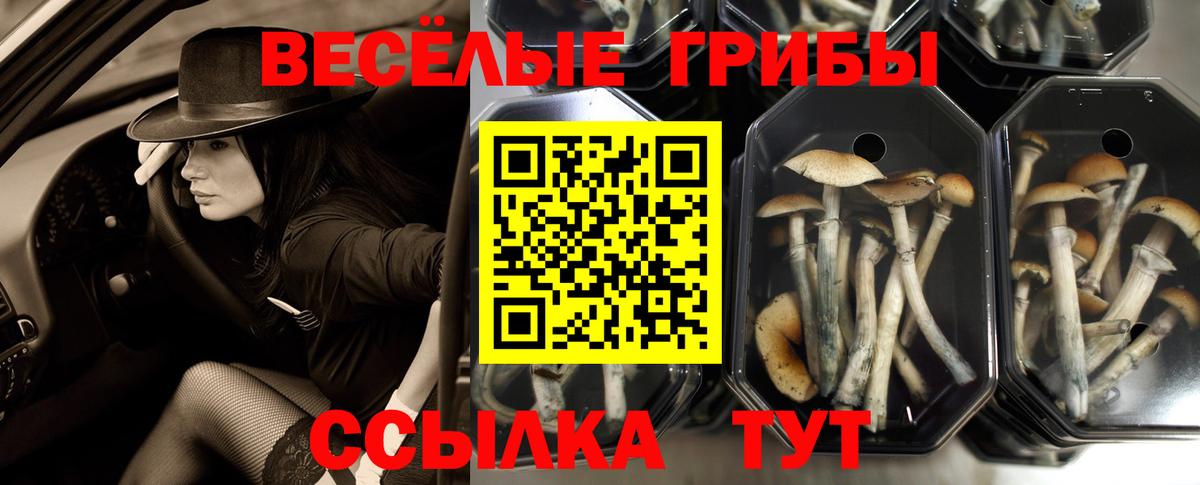 Галлюциногенные грибы прущие грибы Переславль-Залесский